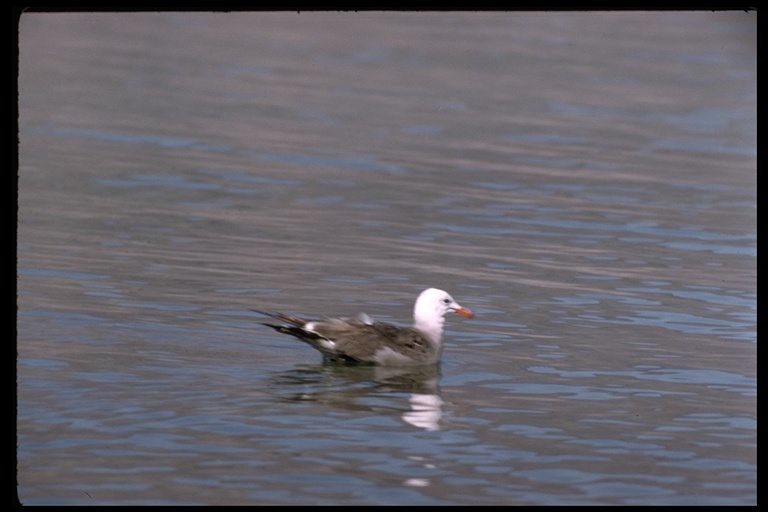 Larus heermanni Cassin 1852 resmi