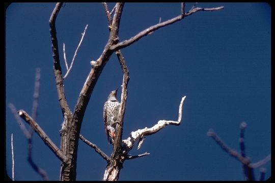 Colaptes auratus cafer (Gmelin & JF 1788) resmi