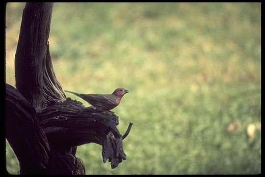 Image of House Finch