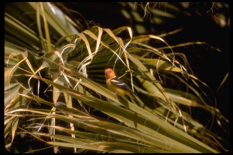 Image of Western Tanager