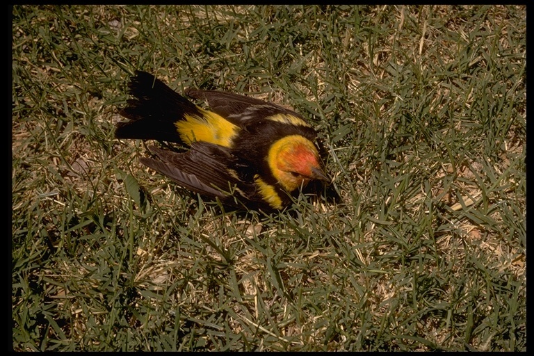 Image of Western Tanager