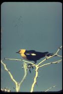 Image of Yellow-headed Blackbird