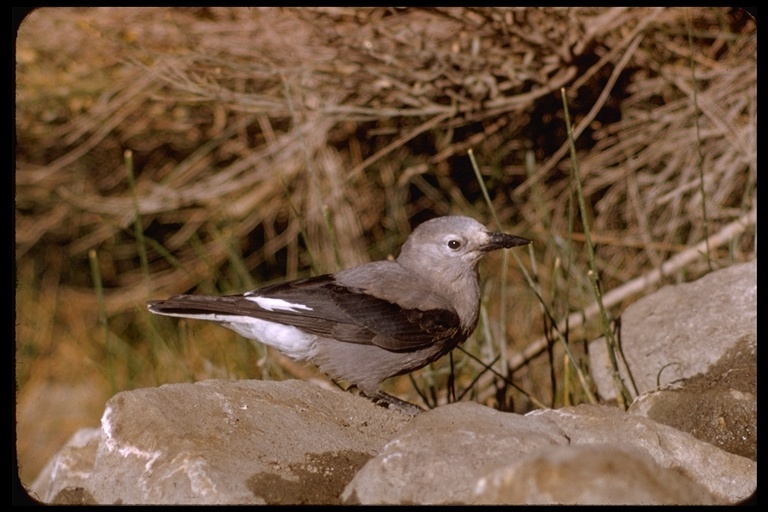 Image of Clark's Nutcracker