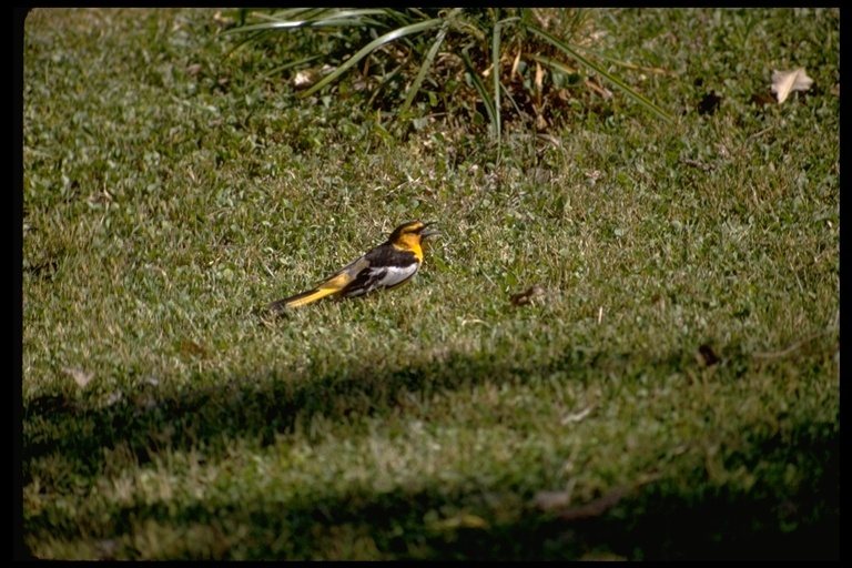 Image of Bullock's Oriole