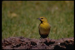 Image of Bullock's Oriole