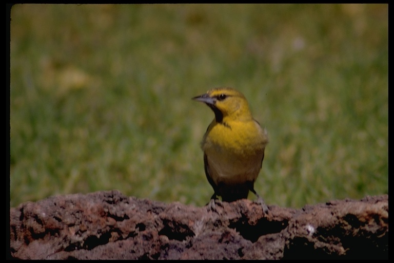 Image of Bullock's Oriole