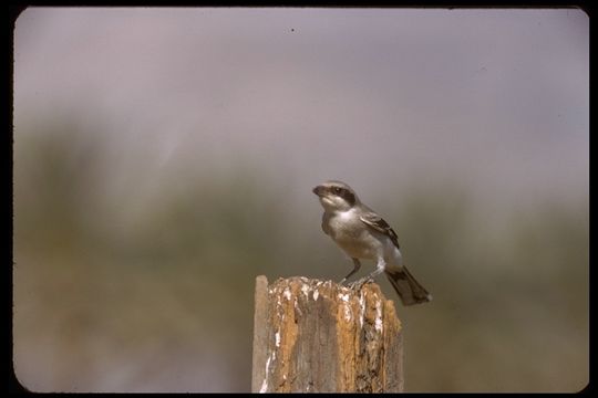 Image of Loggerhead Shrike