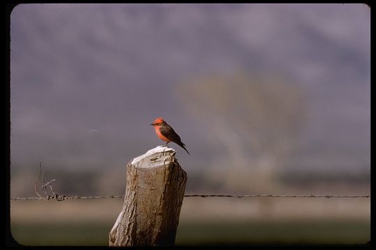 Image of Scarlet Flycatcher