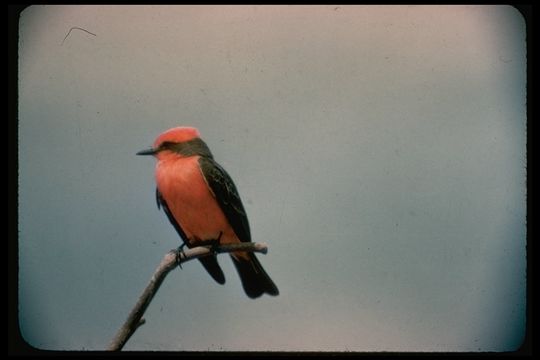 Image of Scarlet Flycatcher