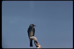 Image of Western Wood Pewee