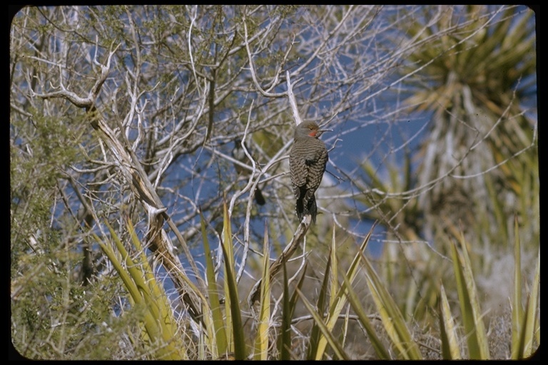 Image of Northern Flicker