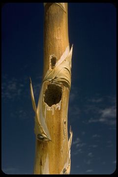 Image of woodpeckers