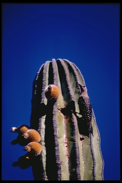 Sivun kaktusraitatikka kuva