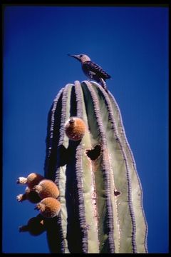 Image of Gila Woodpecker