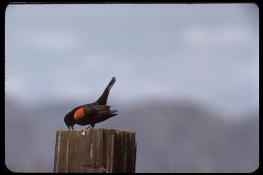 Image of Red-winged Blackbird