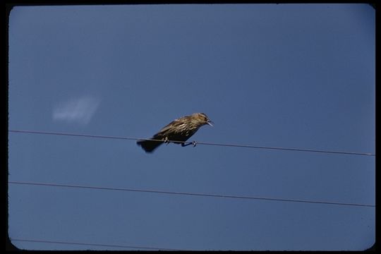 Image of Red-winged Blackbird