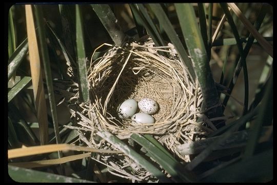 Image of Red-winged Blackbird