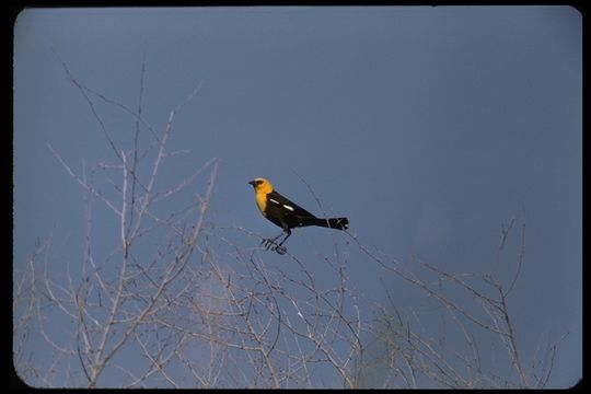 Image of Yellow-headed Blackbird