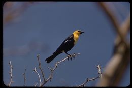 Image of Yellow-headed Blackbird