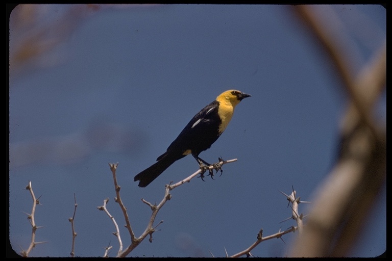 Xanthocephalus xanthocephalus (Bonaparte 1826) resmi