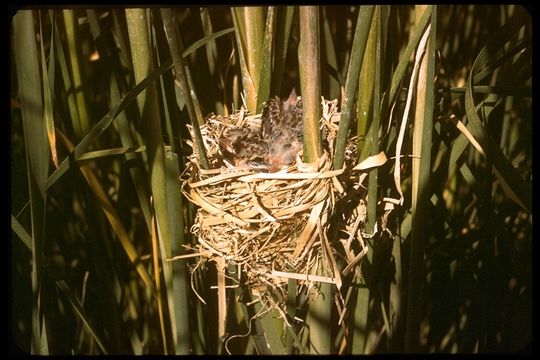 Image of Yellow-headed Blackbird