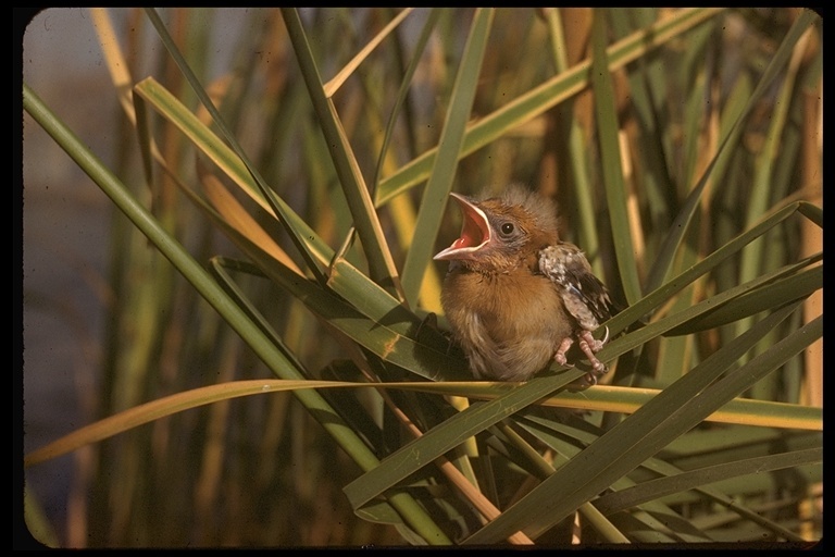 Image of Yellow-headed Blackbird