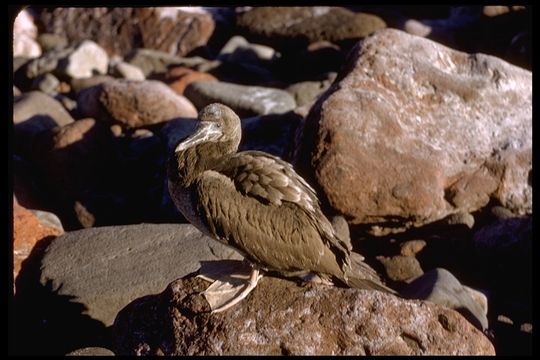 Image of Brown Booby