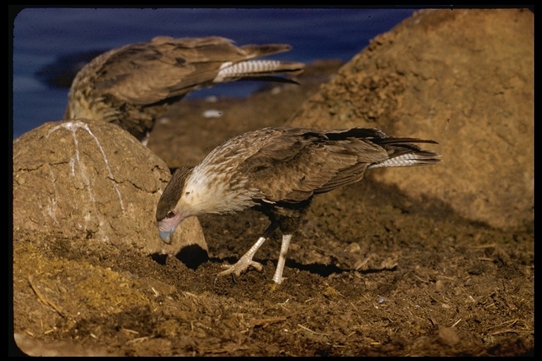 Image of Crested Caracara