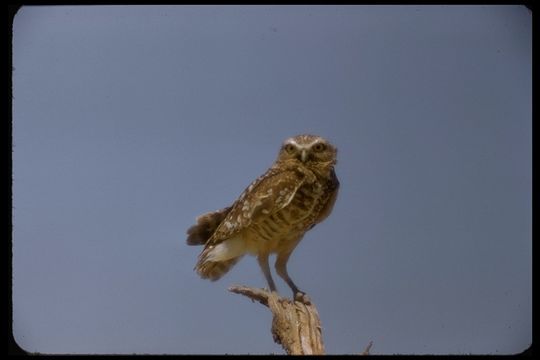 Image of Burrowing Owl