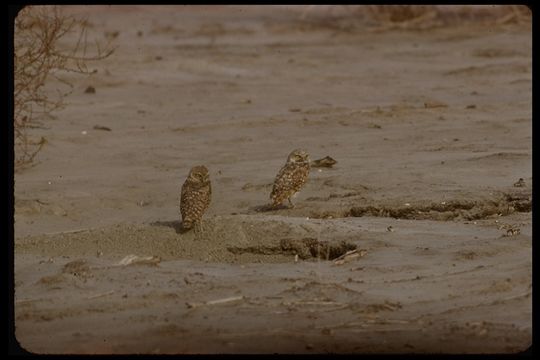 Image of Burrowing Owl