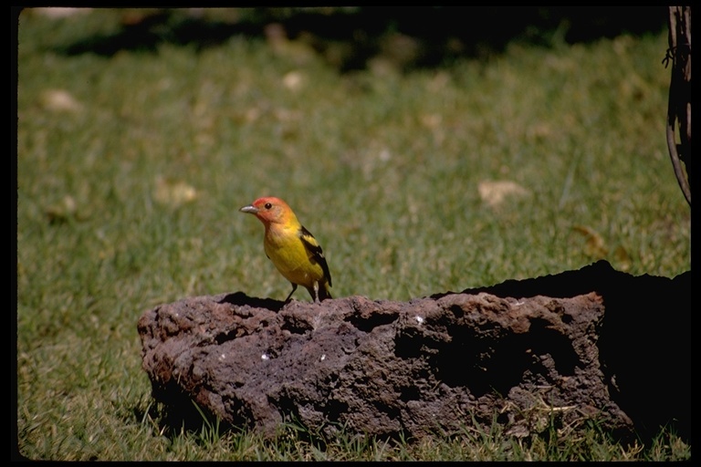 Image of Western Tanager