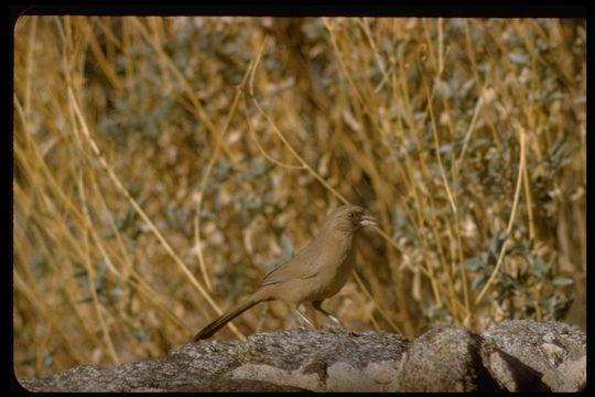 Image of Abert's Towhee