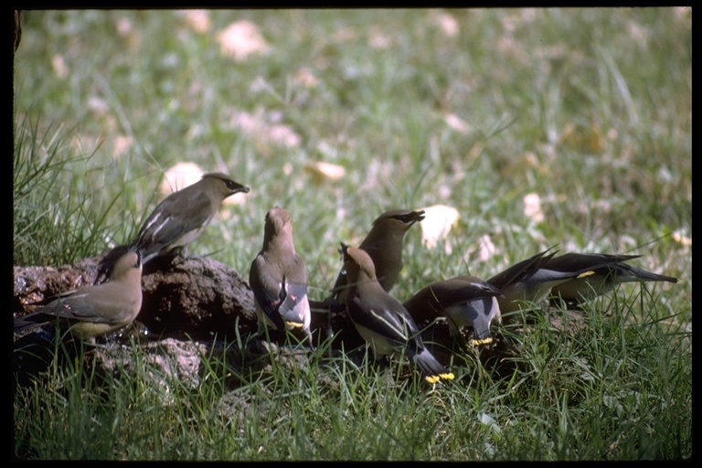 صورة Bombycilla cedrorum Vieillot 1808