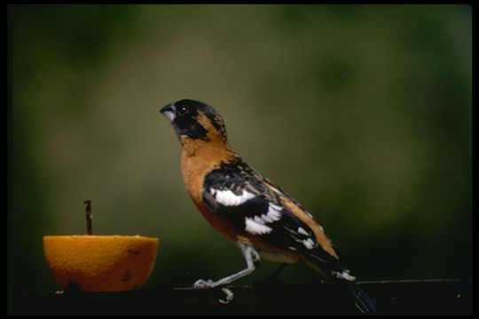 Image of Black-headed Grosbeak