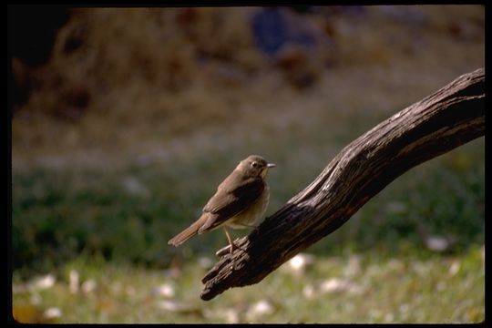 Image of Swainson's Thrush