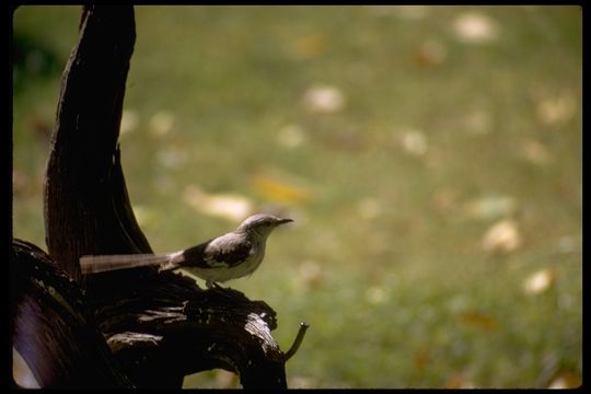 Image of Northern Mockingbird