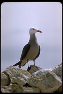 Larus heermanni Cassin 1852 resmi