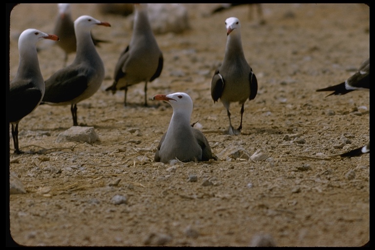 Larus heermanni Cassin 1852 resmi