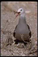 Larus heermanni Cassin 1852 resmi