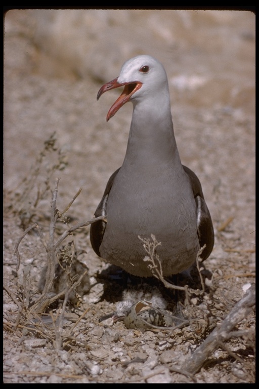 Larus heermanni Cassin 1852 resmi