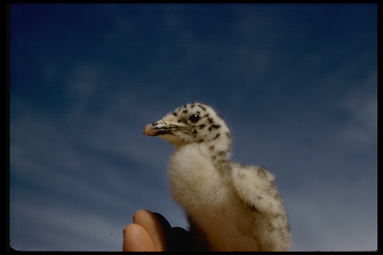 Larus heermanni Cassin 1852 resmi