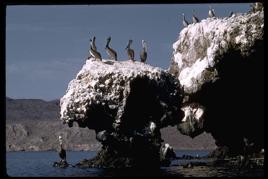 Image of California brown pelican