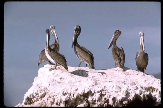 Image of California brown pelican