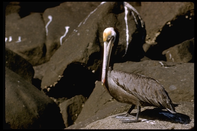 Image of California brown pelican