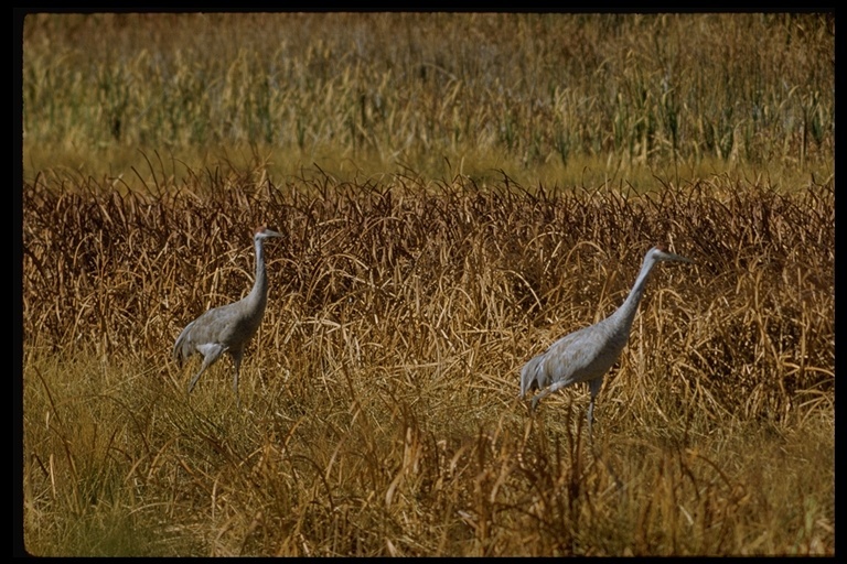 Image of sandhill crane