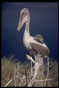 Image of California brown pelican