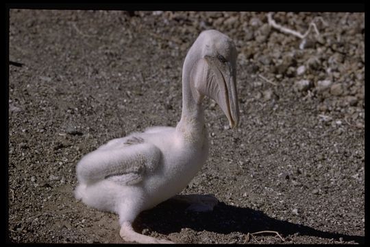 Image of California brown pelican