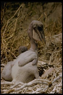 Image of California brown pelican