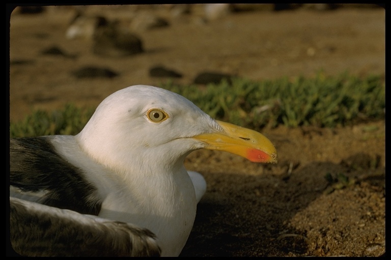 Imagem de Larus livens Dwight 1919