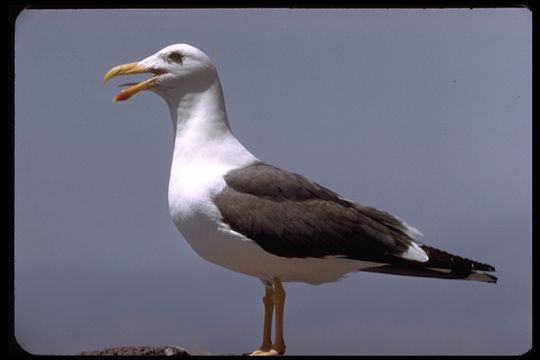 Image of Yellow-footed Gull